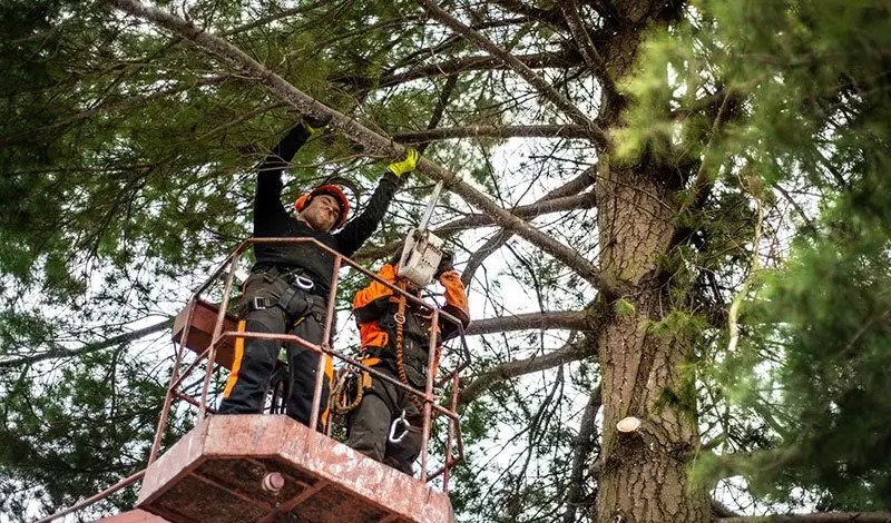 Tampa Arborist